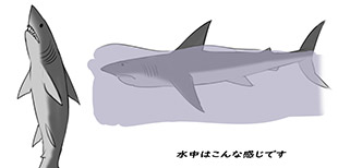 鮫の着ぐるみ／レレバレル